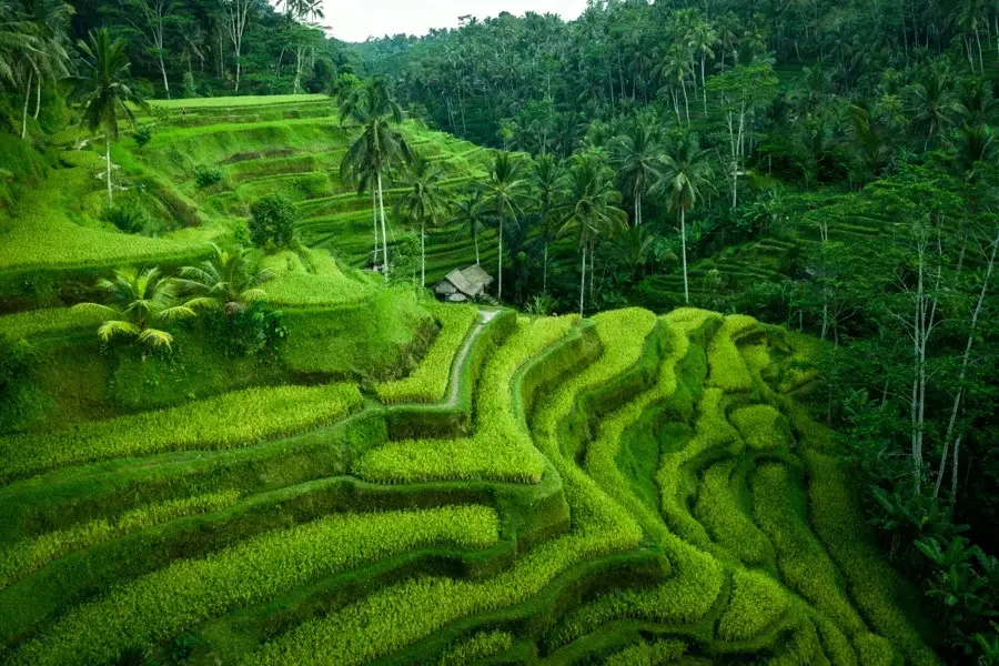 Cinta Bali — A Romance Written in Kuta's Waves and Ubud's Soul (6N/7D)