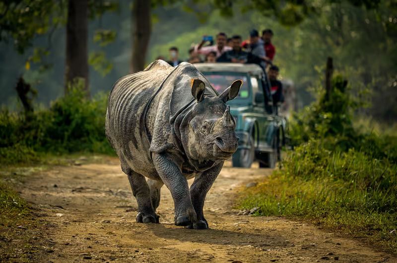 Namaste Nepal — Temples, Jungles & Himalayan Horizons in 7 Days